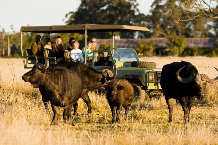 2-Hour Game Drive at the Plettenberg Bay Game Reserve - Photo 1 of 12